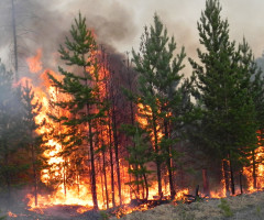 Лесные пожары  важность проблемы и методы борьбы с ней